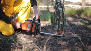 Reliable Richboro, PA Tree Services Solutions