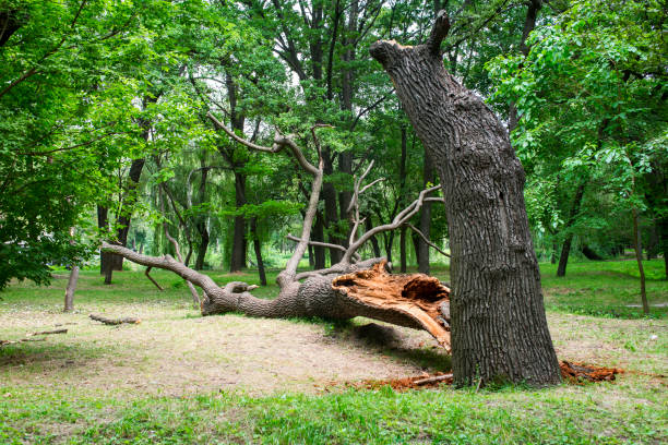 Tree and Shrub Care