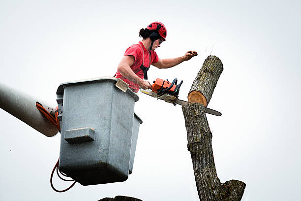 Best Utility Line Clearance  in Richboro, PA